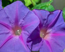 Isabel Giner VIOLETA