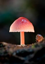 Bolet macro