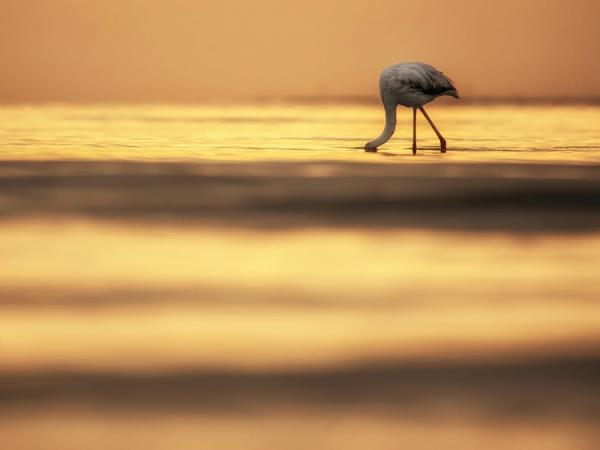 2nlliuramentbanner